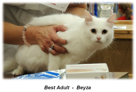 Beyza - Best Adult